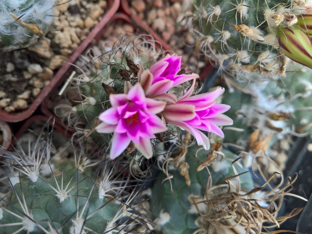 Turbinicarpus lausseri TCG 09021 Sierra del Doctor QRO